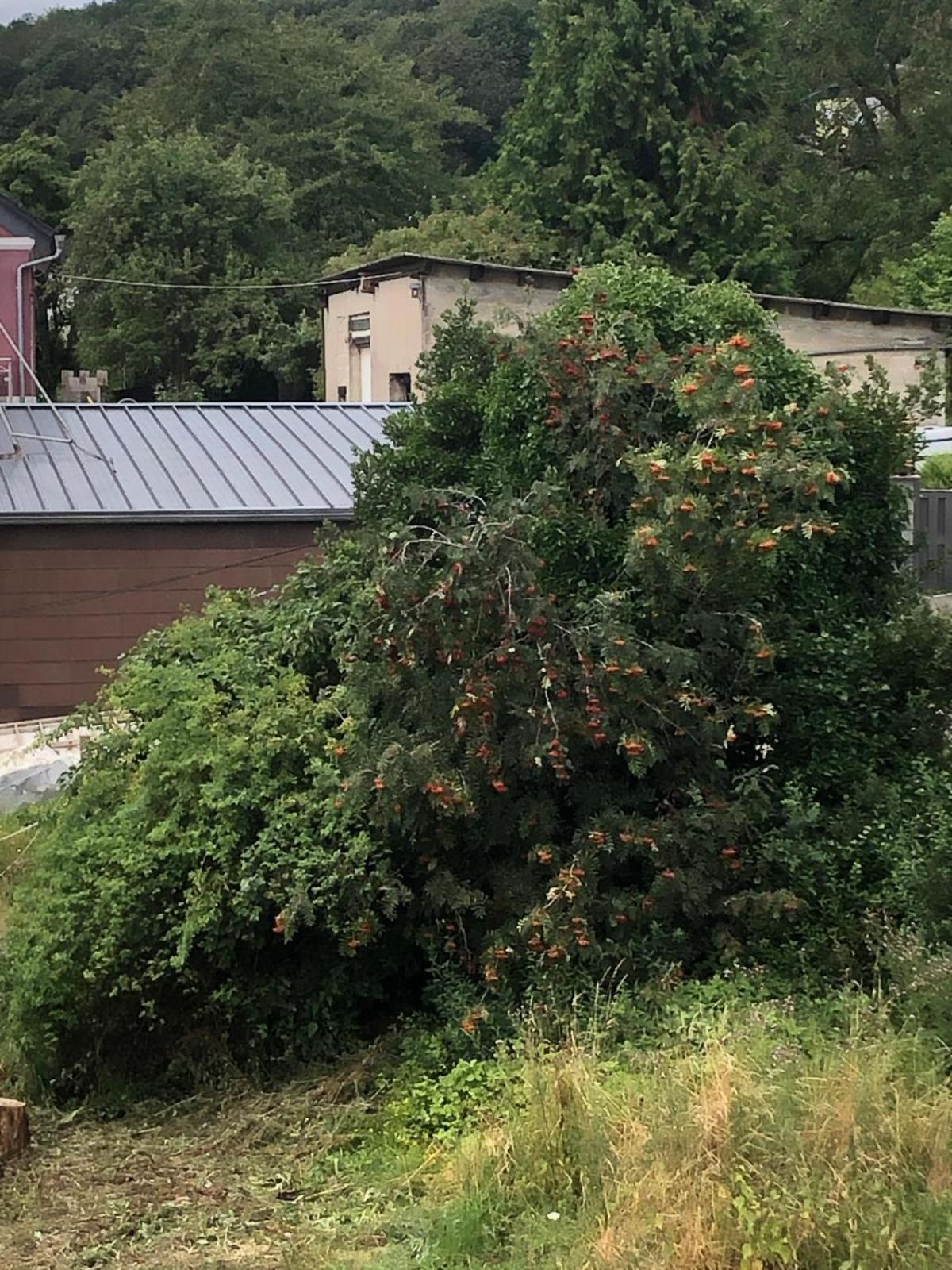 Neu Renovierte Wohnung In Alter Schule Hattgenstein Dış mekan fotoğraf