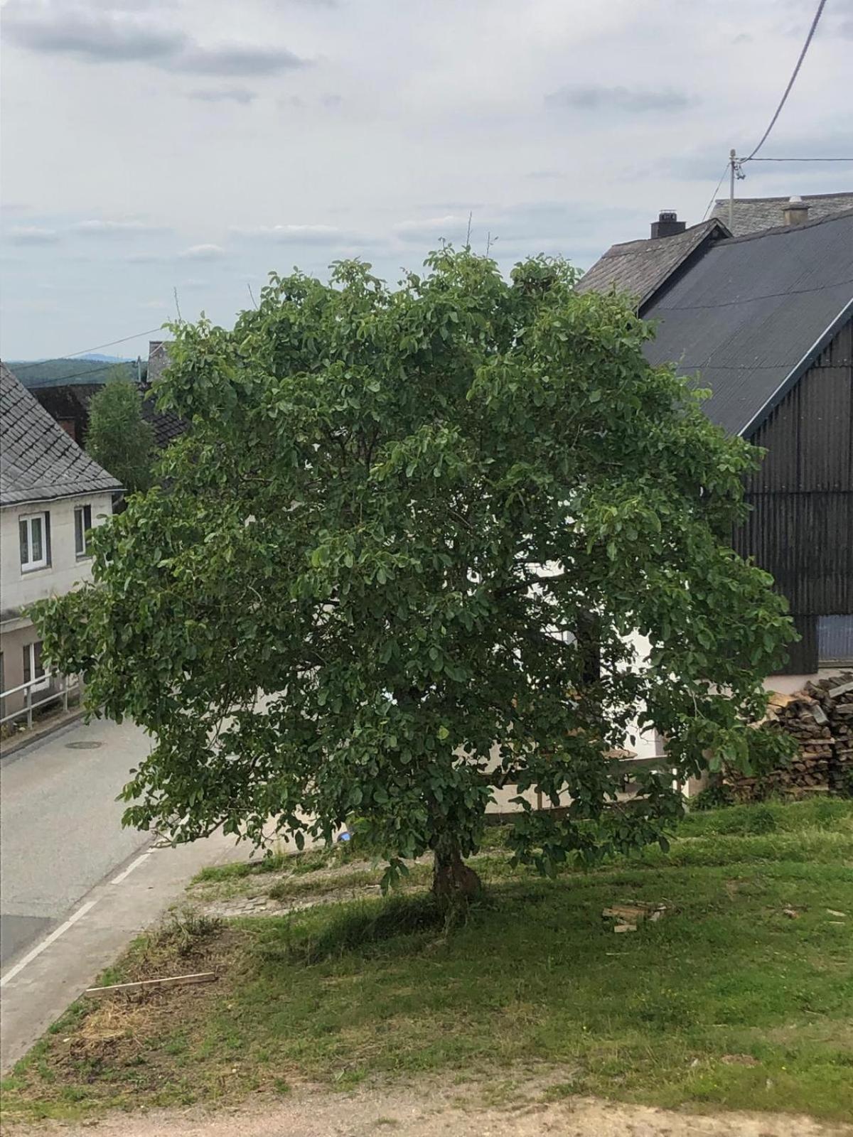 Neu Renovierte Wohnung In Alter Schule Hattgenstein Dış mekan fotoğraf